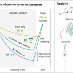 Adaptación al dulzor: interacción entre azúcares y sucralosa en estudios humanos y en ratones