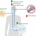 Mecanismos neurometabólicos de las dietas ricas en proteínas en la regulación del apetito