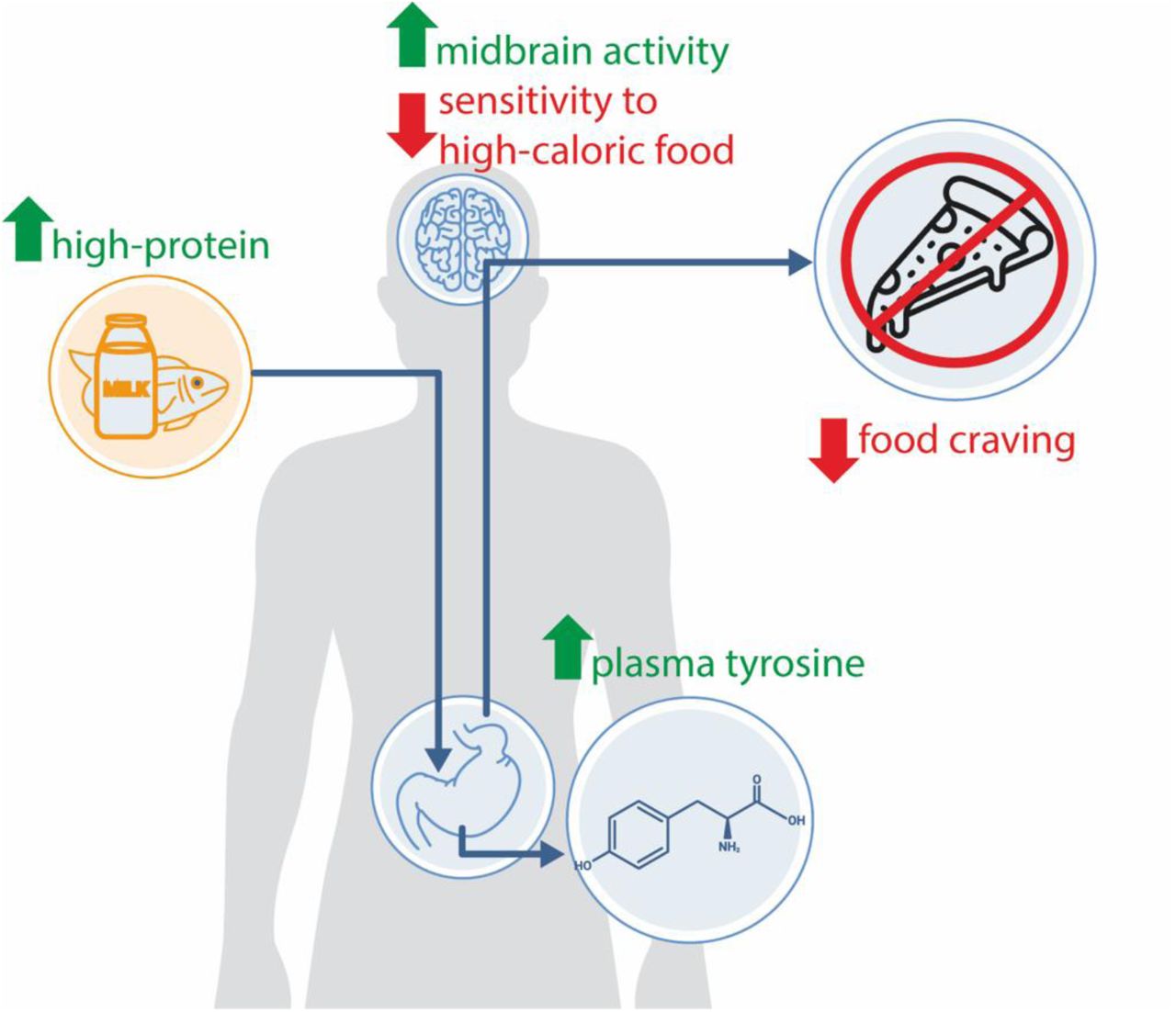 Mecanismos neurometabólicos de las dietas ricas en proteínas en la regulación del apetito