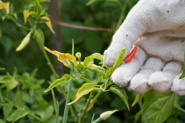 Farmer's hand checking organic pepper chilli in garden.