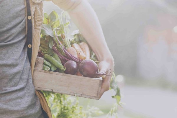 Closeup of Man Farmer Holding Fresh Ripe Vegetables in Wooden Box in Garden DayLight Healthy Life Autumn Spring Harvest Concept Horizontal Copy Space